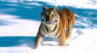 Majestic Grace, Siberian Tiger184435183 200x110 - Majestic Grace, Siberian Tiger - Tiger, Siberian, Majestic, Grace, Bengal